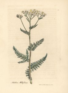 Weißblühende Schafgarbe, Achillea millefolium