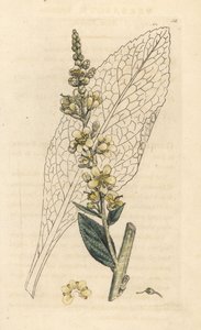Weißes Wollkraut, Verbasum lychnitis. Handkolorierter Kupferstich nach einer Illustration von James Sowerby aus James Smith