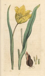 Wilde Tulpe, Tulipa sylvestris von James Sowerby