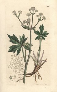 Sanikel, Sanicula europaea von James Sowerby