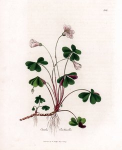 Waldsauerklee oder Waldoxalide - Woodsorrel, Oxalis acetosella. Handkolorierte Kupferstichgravur von James Sowerby aus William Woodville und Sir William Jackson Hooker
