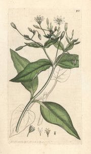 Wald-Sternmiere, Stellaria nemorum von James Sowerby