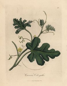 Gelbblühende Bittergurke, Cucumis colocynthis