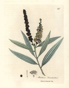 Gelbblühender Cajeputbaum, Melaleuca leucadendron von James Sowerby