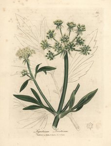 Gelbblühender Liebstöckel, Ligusticum levisticum