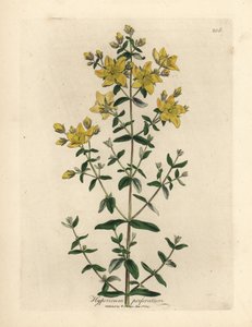Gelbblühendes durchlöchertes Johanniskraut, Hypericum perforatum