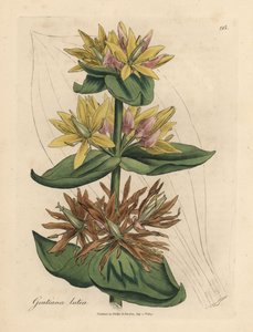 Gelber Enzian, Gentiana lutea