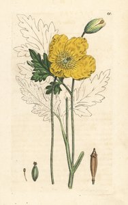 Gelber oder Walisischer Mohn, Papaver cambricum (Gelber Mohn). Handkolorierte Kupferstichgravur nach einer Illustration von James Sowerby aus James Smith