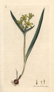 Gelber Milchstern, Gagea lutea. Handkolorierter Kupferstich nach einer Illustration von James Sowerby aus James Smiths English Botany, London von James Sowerby