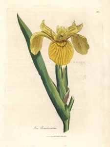 Gelbe Schwertlilie, Iris pseudocorus