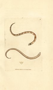 Junge Glattnatter, Coronella austriaca (Dumfriesshire-Schlange, Coluber dumfrisiensis). Handkolorierter Kupferstich von James Sowerby aus The British Miscellany, oder Coloured figures of new, rare, or little known animal subjects.