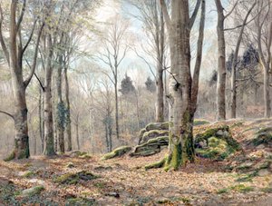 Ein walisischer Wald