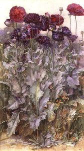 Mohnblumen von James Valentine Jelley