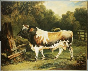 Ein Bulle der Alderney-Rasse