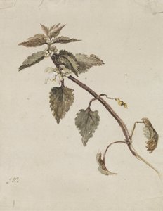 Ein beblätterter Zweig von James Ward