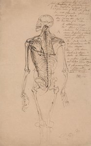 Zeichnung eines menschlichen Skeletts von James Ward