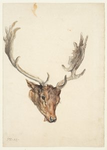 Kopf eines Hirsches von James Ward