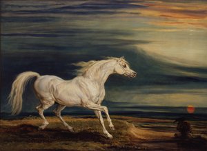 Marengo, das arabische Pferd, geritten von Napoleon Bonaparte in der Schlacht von Waterloo