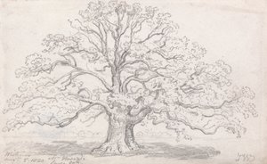 Mr. Howards große Eiche, 5. August 1820