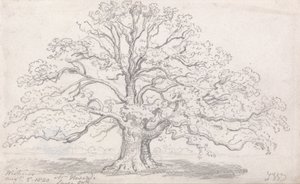 Mr. Howards große Eiche, 5. August 1820
