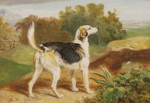 Ravager, einer der Lambton-Hunde von James Ward