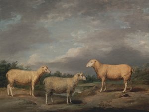 Ryelandschafe, der Widder des Königs, das Mutterschaf des Königs und der Hammel von Lord Somerville