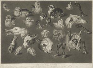 Studien aus der Natur, 1807