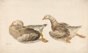 Studien von Gänsen von James Ward