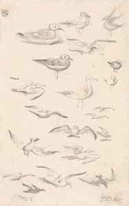 Studien von Möwen von James Ward