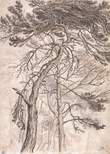 Studie von Bäumen von James Ward