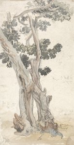 Studie eines Baumes von James Ward
