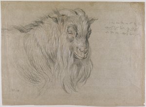 Studie des Kopfes eines Widders von James Ward