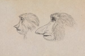 Köpfe von zwei Nasenaffen