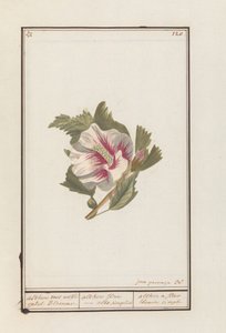 Hibiskus (Hibiscus syriacus) von Jan Anton Garemyn