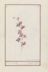 Rittersporn (Consolida) von Jan Anton Garemyn