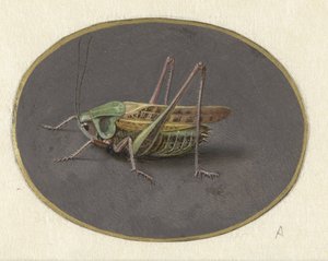 Heuschrecke von Jan Augustin van der Goes
