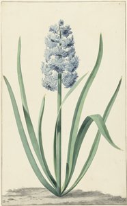 Die blaue Hyazinthe Franciscus Primus