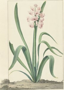 Die rosa Hyazinthe Rex Rubrorum