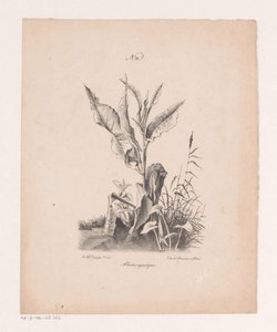 Wasserpflanzen von Jan Baptiste de Jonghe