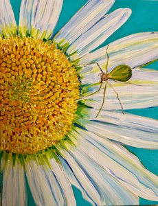 Wassermelonen-Spinne, 2023