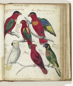 Vögel von Ambon