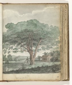 Baum auf Ceylon