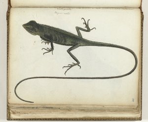 Baumeidechse von Jan Brandes