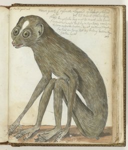 Ceylon-Faultier von Jan Brandes