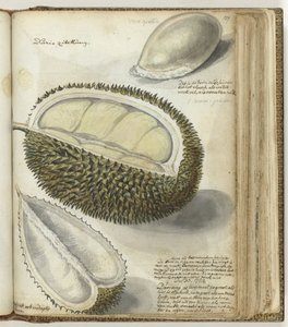 Durian von Jan Brandes