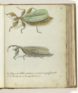 Das fliegende Blatt von Jan Brandes