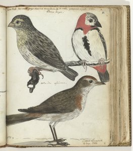 Kapvögel