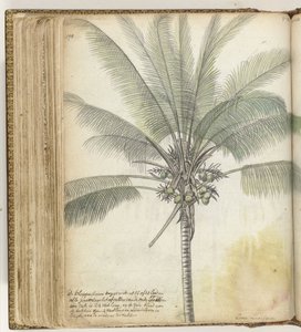 Kokosbaum von Jan Brandes