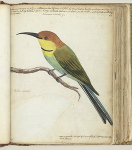 Kleiner Vogel auf einem Ast von Jan Brandes