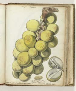 Lanssat, eine ostindische Frucht